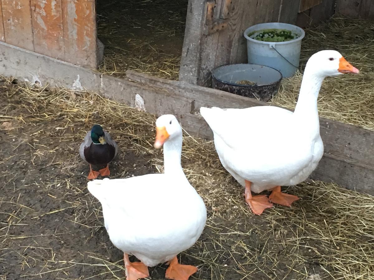 Familienbauernhof Strassbauer Villa Steinakirchen Am Forst Exteriör bild